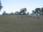 Sheep in low fuel load paddock with distance from tree line