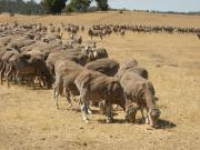 Trail feeding of ewes in late summer on dry pasture.
