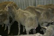 sheep showing weight loss typical of OJD