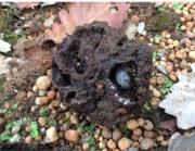 Slug present in damaged truffle
