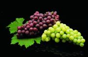 Black background with one bunch of black grapes and one bunch of green grapes on vine leaves.