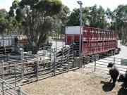 A truck is unloading cattle at a saleyard.