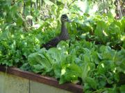 Wild brown duck standing in a patch of green leaf vegetables.