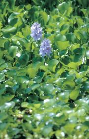 Water hyacinth (Eichhornia crassipes) plants