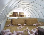 Weaner pigs in deep litter eco-shelter