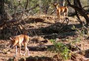 Two wild dogs in the bush