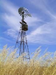 Wild oats around windmill