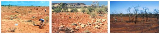 Three photographs of Pilbara pastures in poor condition Three photographs of Pilbara pastures in poor condition