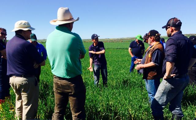 powdery mildew in wheat