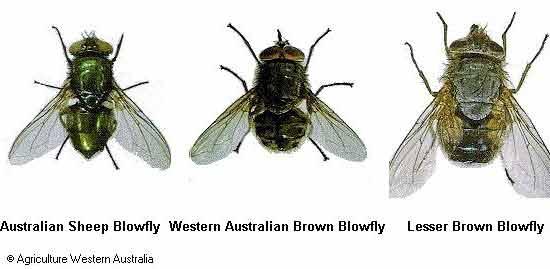 How long do house flies live