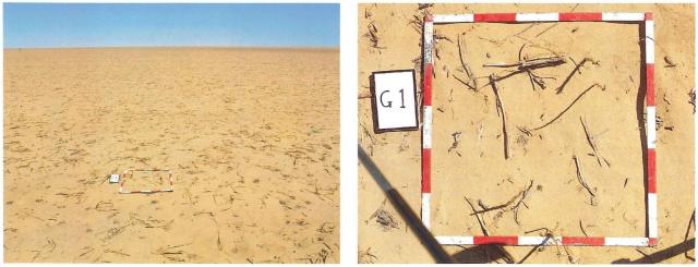 Photograph of lupin stubble with inadequate cover to minimise wind erosion