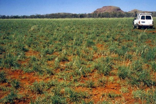 Photograph of a dense ribbon grass pasture in good condition