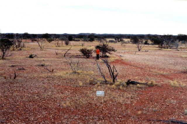 Photograph of acacia mixed shrub pasture in poor condition Photograph of acacia mixed shrub pasture in poor condition