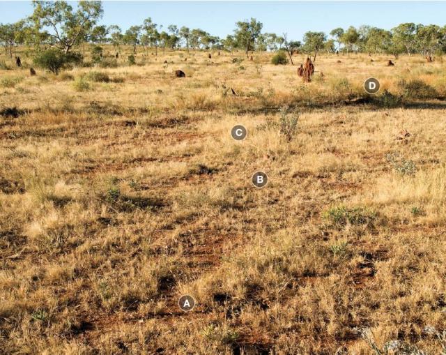 Photograph of arid short grass pasture in fair condition