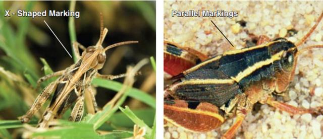 Comparison of markings of the Australian plague locust and the Australian wingless grasshopper. Comparison of markings of the Australian plague locust and the Australian wingless grasshopper.