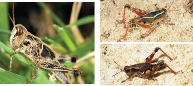 A comparison of the Australian plague locust (hopper stage) and the Australian wingless grasshopper.