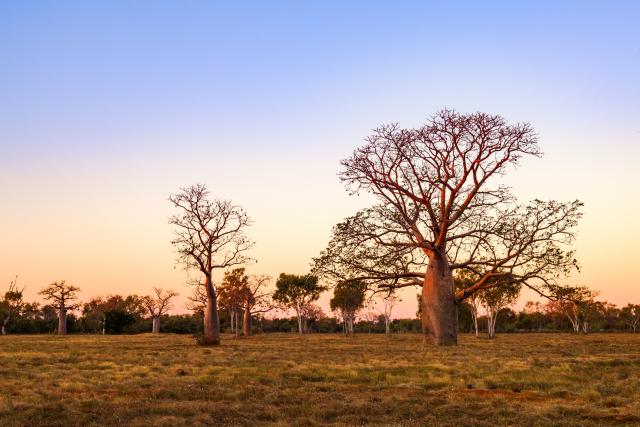 Boab trees with landscape