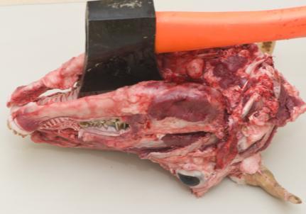 Turning the head over and cutting through the soft and hard palate and ventral cranium.