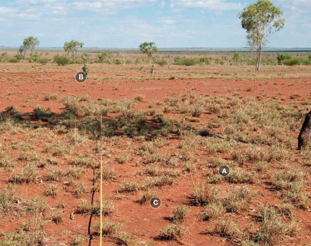 Photograph of buffel grass pasture in fair condition