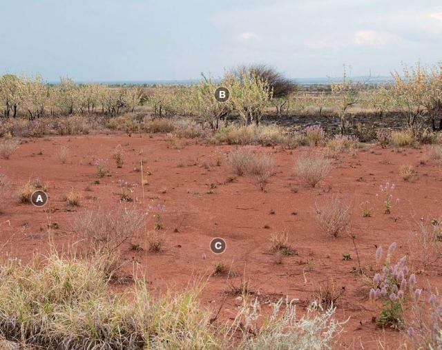 This site is very susceptible to erosion Photograph of buffel grass pasture in poor condition