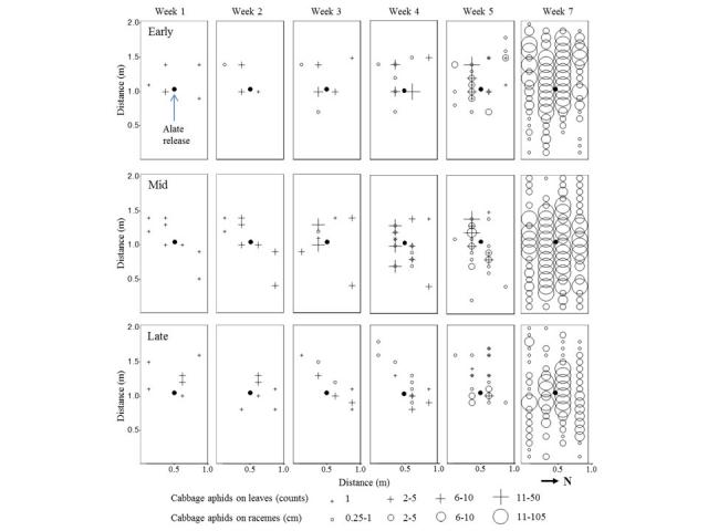 Figure above: Distribution of cabbage aphids on primary stem leaves (+; counts) and racemes (o; colony length in cm) of canola grown in irrigated plots within insect-proof tunnel houses at Shenton Park Field Station, Western Australia. Treatments consist Figure above: Distribution of cabbage aphids on primary stem leaves (+; counts) and racemes (o; colony length in cm) of canola grown in irrigated plots within insect-proof tunnel houses at Shenton Park Field Station, Western Australia. Treatments consist