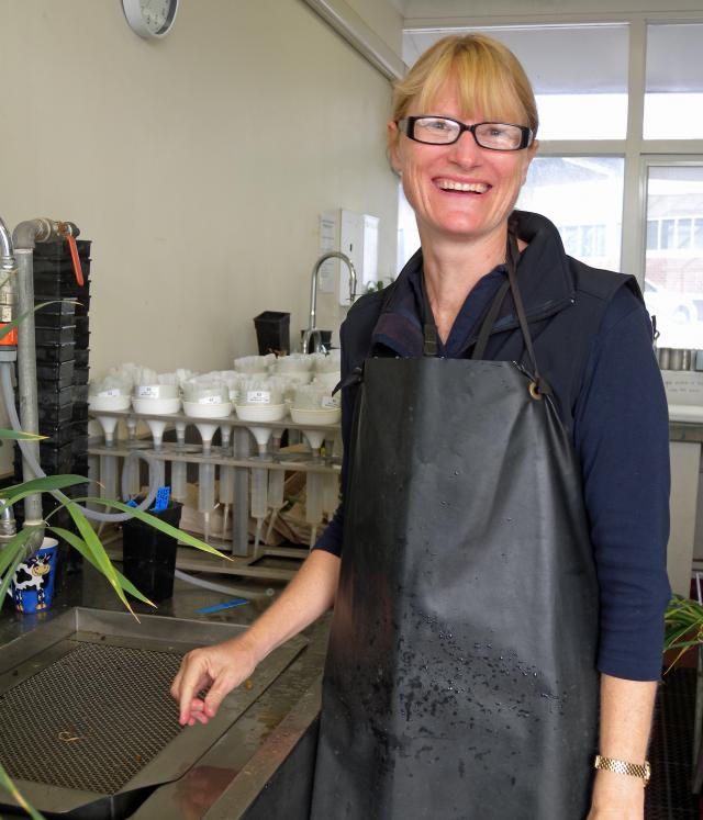 Carla Wilkinson harvesting an oats glasshouse trial and preparing for P. neglectus nematode extraction