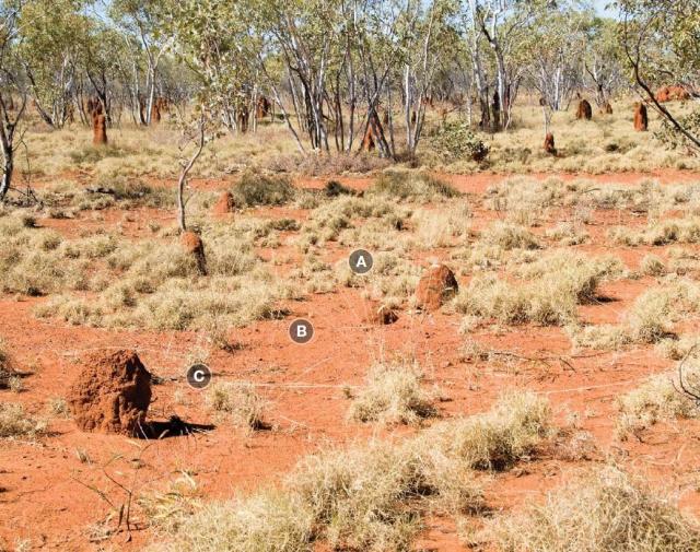 Photograph of curly spinifex plain pasture in fair condition