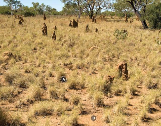 Photograph of curly spinifex plain pasture in good condition