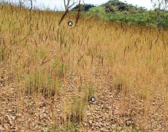 Clumps of curly spinifex are widely spaced and dominated by undesirable annual grasses Photograph of curly spinifex annual sorghum hill pasture in fair condition