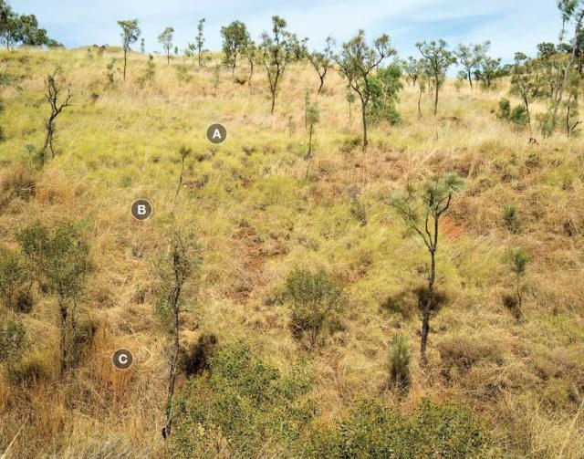 Curly spinifex–annual sorghum hill pasture is often in inaccessible areas, and has low pastoral value Photograph of curly spinifex–annual sorghum hill pasture in good condition