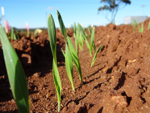 A picture of emerging barley in a paddock