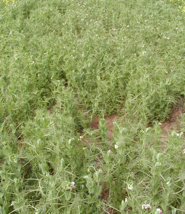 Canopy depression and pale appearance of field pea plot sown in a HIGH RISK year with 6.5% infected seed resulting in widespread PSbMV infection Canopy depression and pale appearance of field pea plot sown in a HIGH RISK year with 6.5% infected seed resulting in widespread PSbMV infection