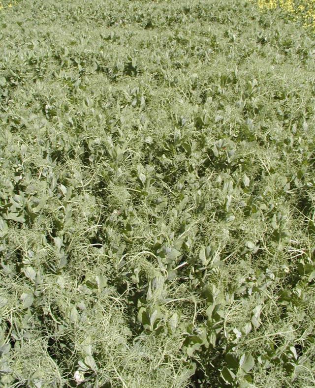 A field pea plot with 0.3% infected seed resulting in vigorous growth, darker appearance with a uniform canopy A field pea plot with 0.3% infected seed resulting in vigorous growth, darker appearance with a uniform canopy