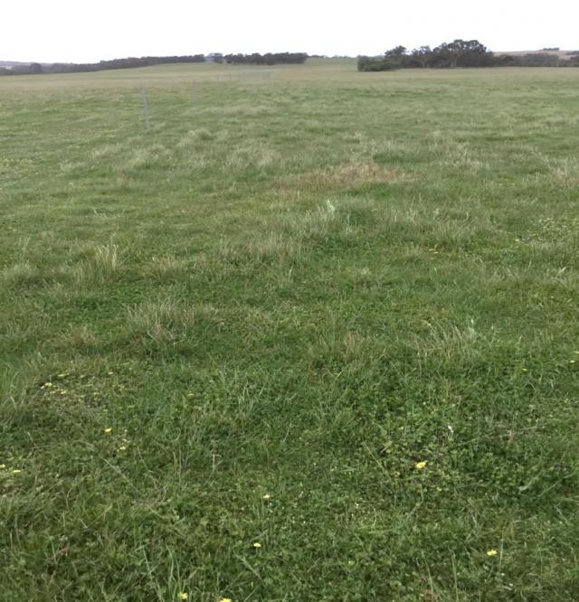 Figure 10. Paddock sprayed with insecticide in the first week of June.