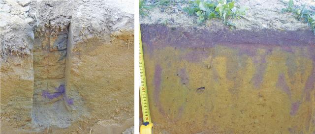 Contrasts in the distribution of lime throughout soil profiles in South Bodallin in deep-placement lime trials