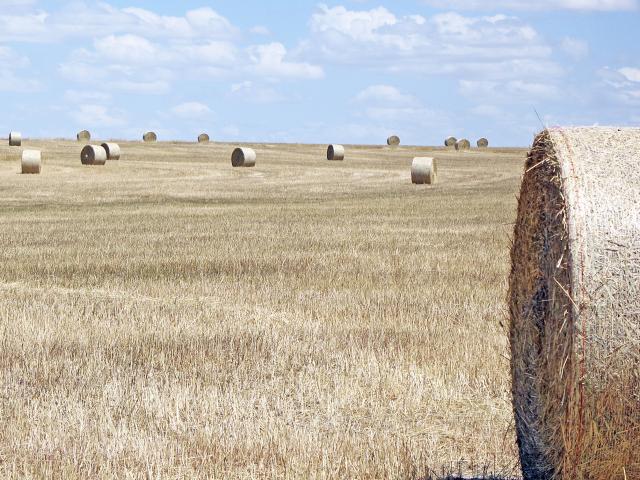 Hay bails in the paddock at Greenhills. 