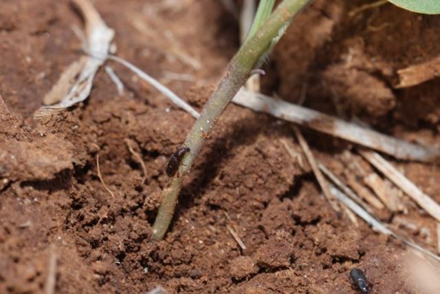 Dongara weevil chewing on canola seedling, Mingenew region WA. Image: Christiaan Valentine, DPIRD.