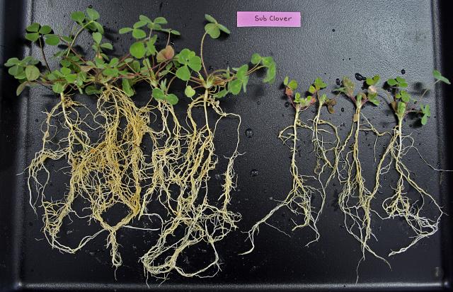 Well nodulated subclover plants produce more shoot and root biomass than poorly nodulated plants Well nodulated subclover plants produce more shoot and root biomass than poorly nodulated plants