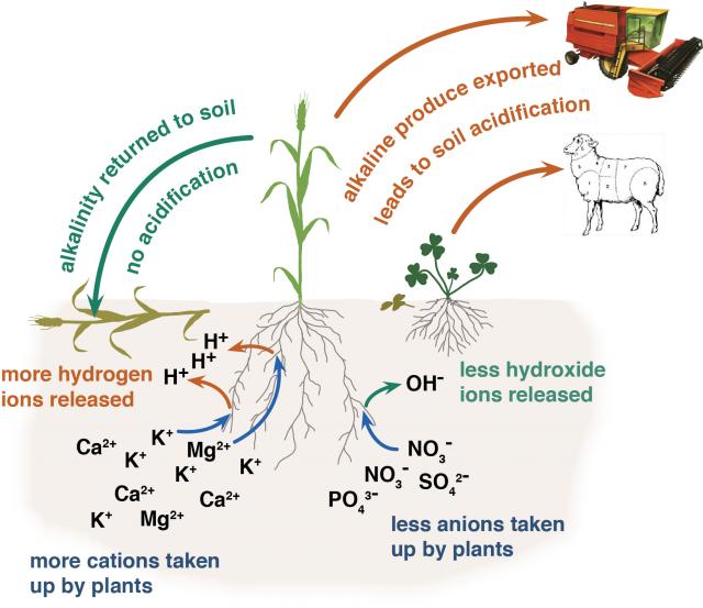 Process showing how hydrogen ions added in the carbon cycle contribute to soil acidification.