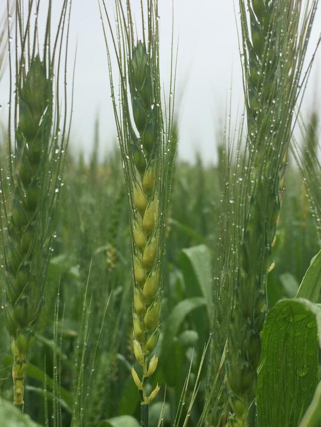 Figure 10. Visible symptoms after head emergence seen as missing or bleached florets.