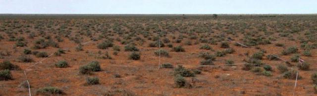 Moderate species diversity and few silver saltbushes present Photograph of a Gascoyne bluebush pasture in fair condition