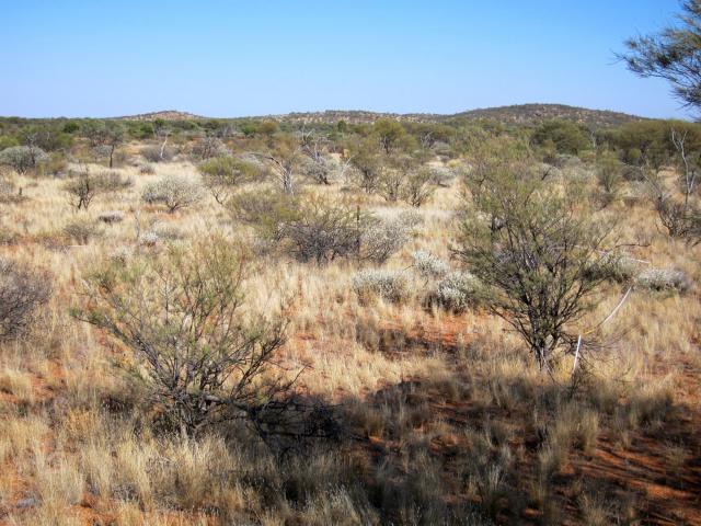 Click on image to see full size Photograph of a mulga short grass forb community in good condition