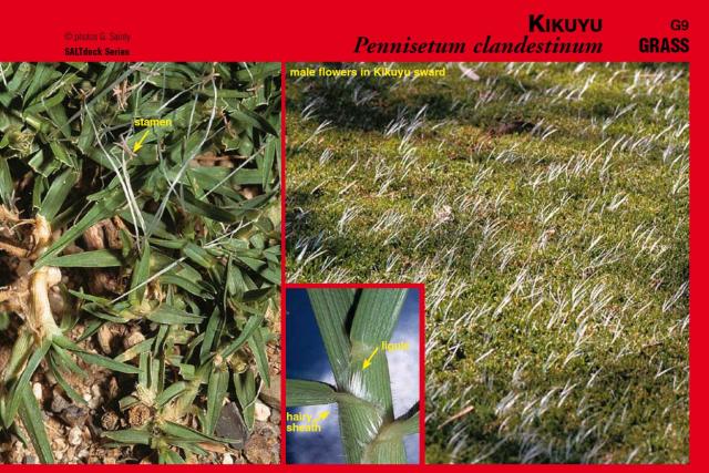 Photographs of Kikuyu plant and components from SALTdeck
