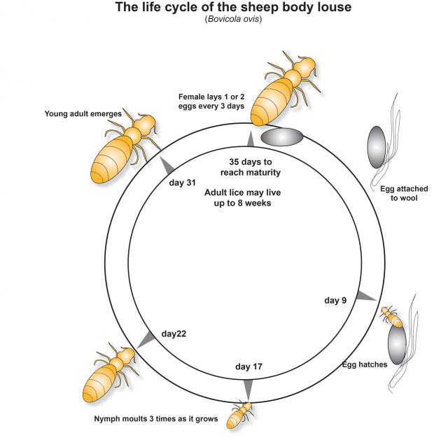 Female lays egg, egg attaches to wool, hatches around day 9, nymph moults three times as it grows (between days 17 & 22), young adult emerges at day 31 and maturity reached at day 35. Adult lice may live up to 8 weeks