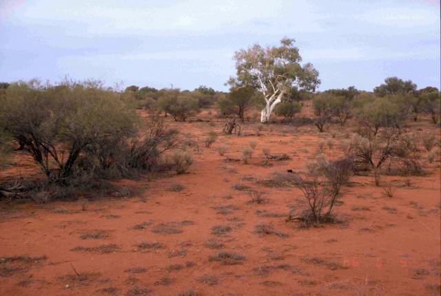Click on image to see full size Photograph of a riverine mixed shrubland community in fair condition