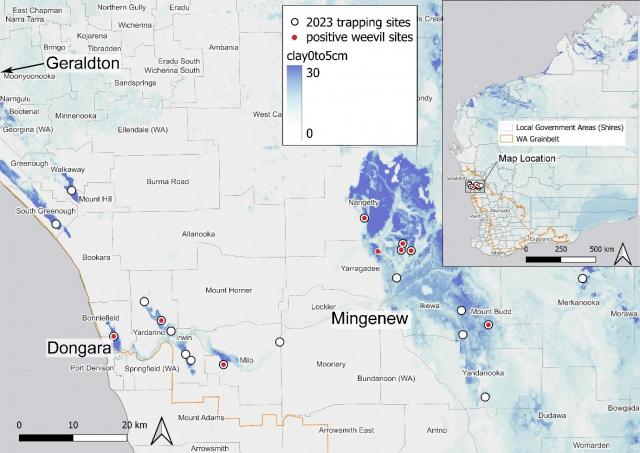 Surveillance sites in the Dongara and Mingenew regions.  Red dots indicate Dongara weevil positive sites, and blue shading indicates areas with high clay content. Image: DPIRD.