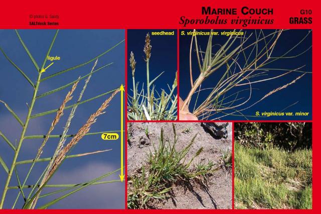 Photographs of marine couch plant and components from SALTdeck