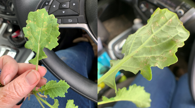Upper and lower canola leaf infected with downy mildew.