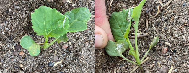 Upper and lower canola cotyledons with downy mildew infection