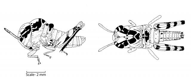 Lateral and dorsal view of yellow-winged locust nymph, has an arched thorax and dark known on second wing bud segment.